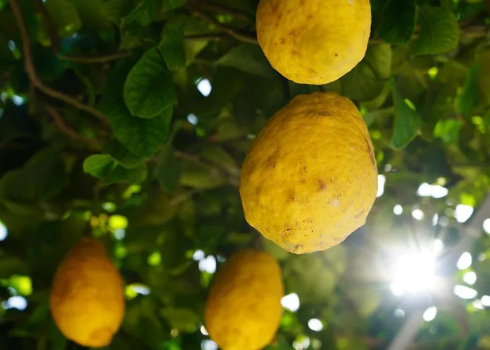 Ciro Couette-café 3*